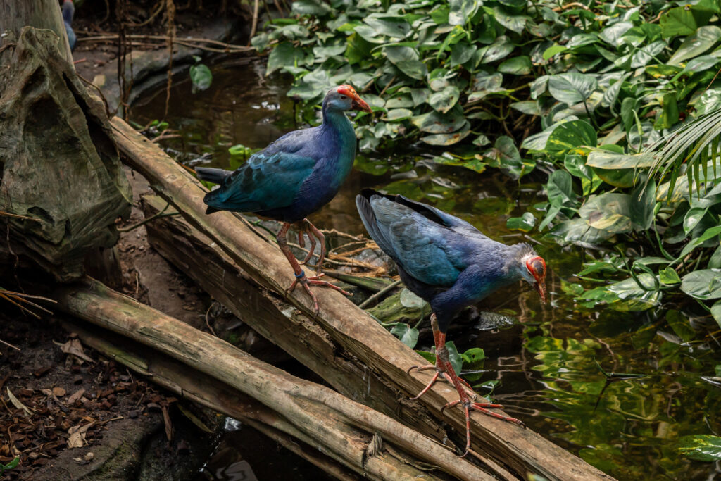 Birds with Red Beaks: 20 Species With This Unique Marking