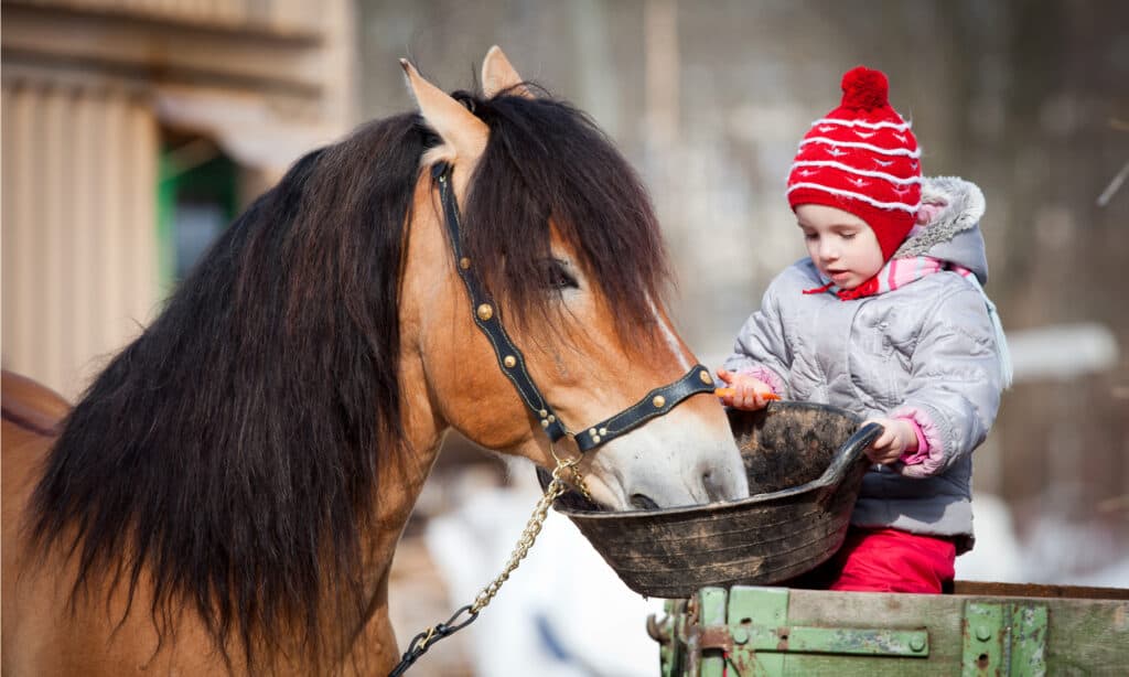 Male vs Female Horses: 5 Key Differences