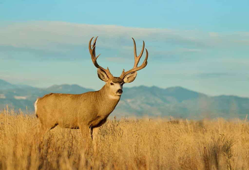 The Top 7 Reasons Montana Is the Best State for Deer Hunting