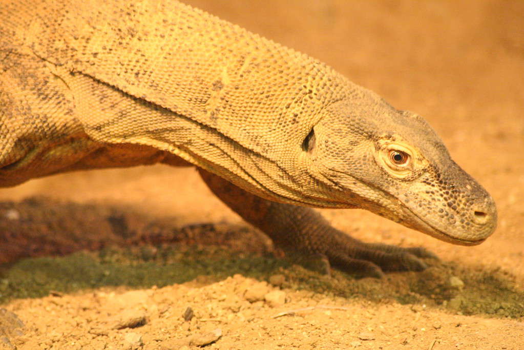 Discover 42 Amazing Zoos Where You Can See Komodo Dragons