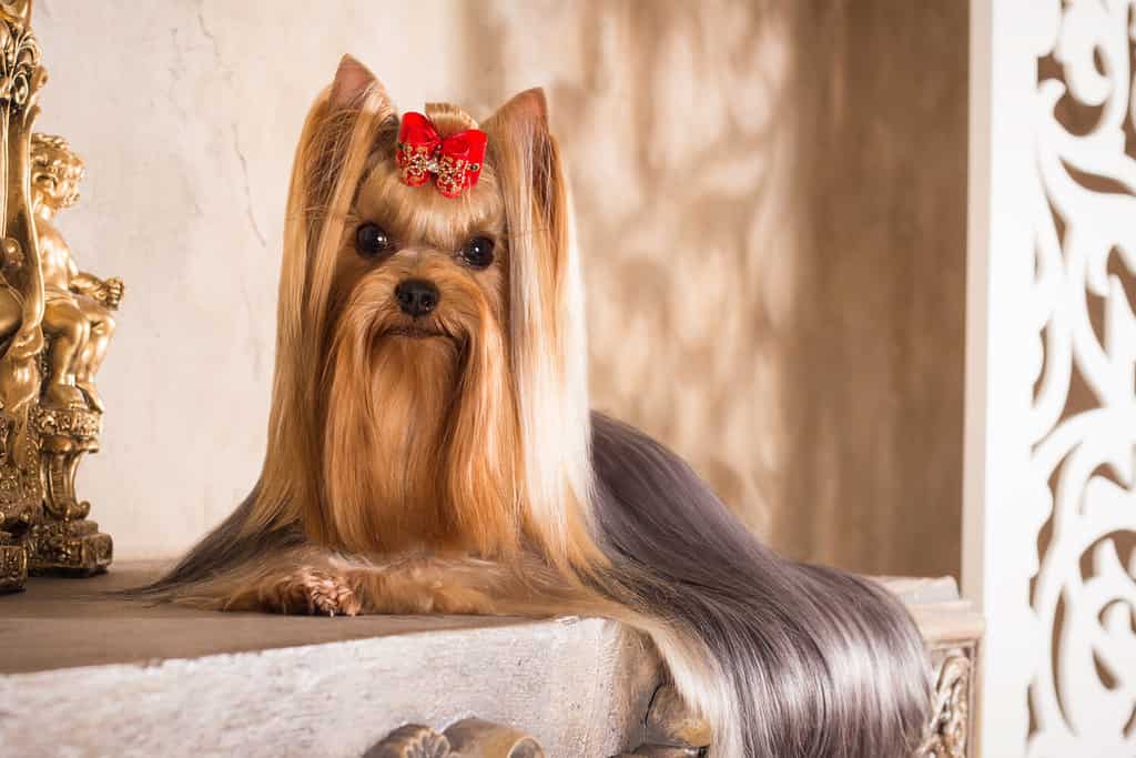 Are Yorkshire Terriers the Most Troublesome Dogs? 21 Common Complaints About Them 