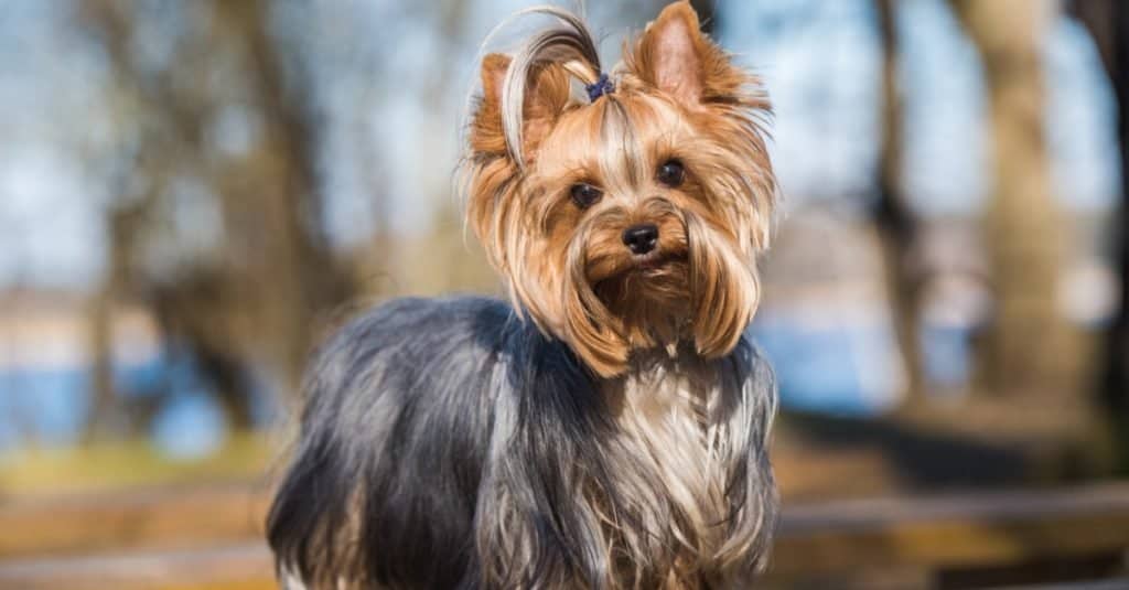 Are Yorkshire Terriers the Most Troublesome Dogs? 21 Common Complaints About Them 