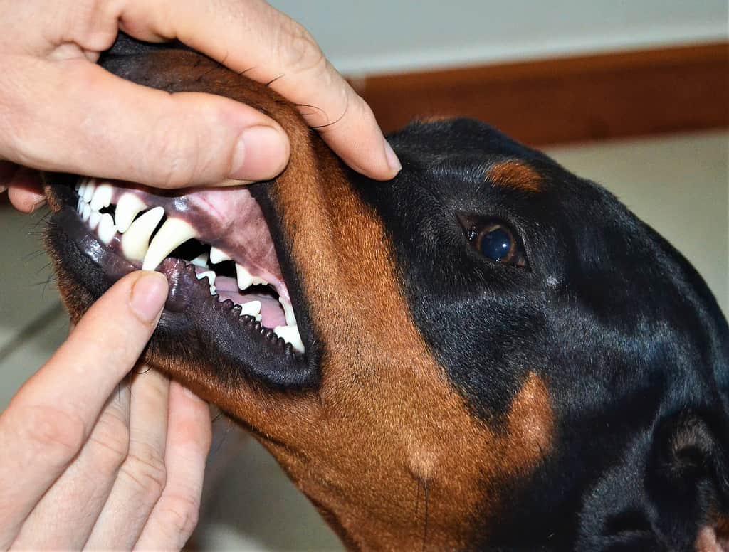 Doberman Pinscher Progression: Growth Chart, Milestones, and Training Tips