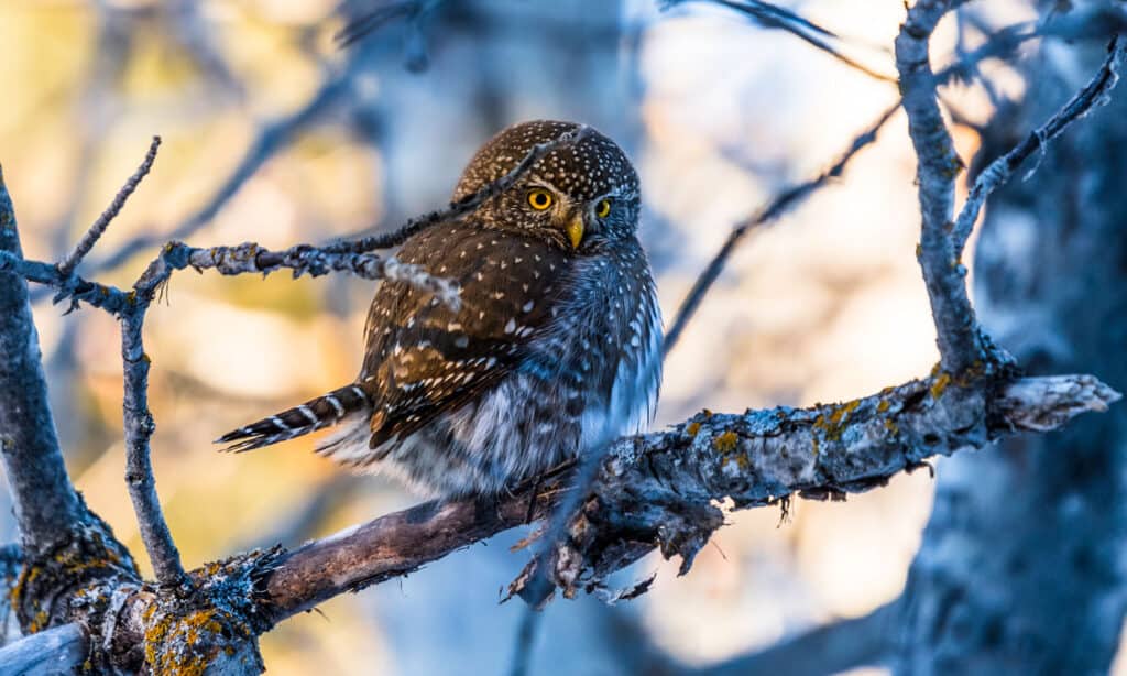 15 Owls That Live in California (and Where You're Likely to See Them)