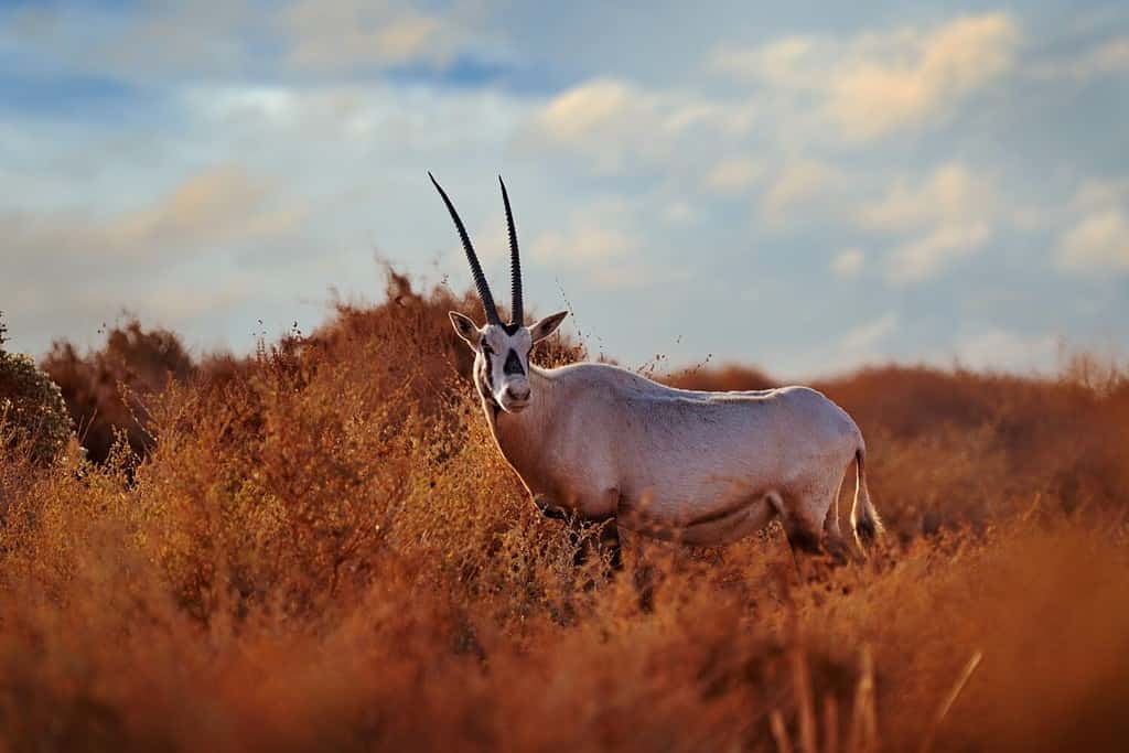 Discover 13 Types of Hoofed Animals (and Why They Have Them)