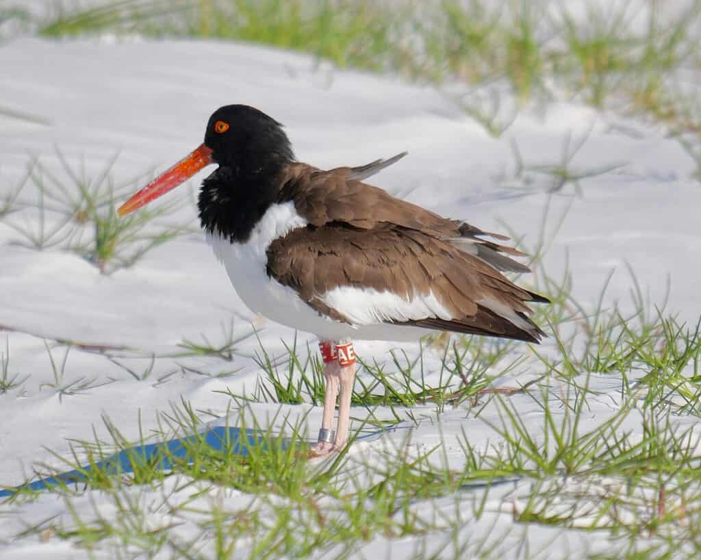 Birds with Red Beaks: 20 Species With This Unique Marking