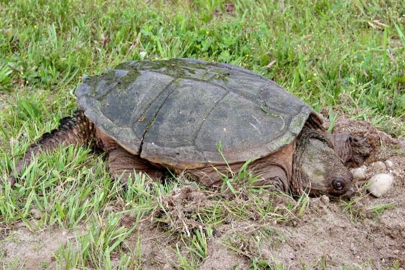 Discover 12 Creatures Living in Lake Michigan... Are Any Dangerous?