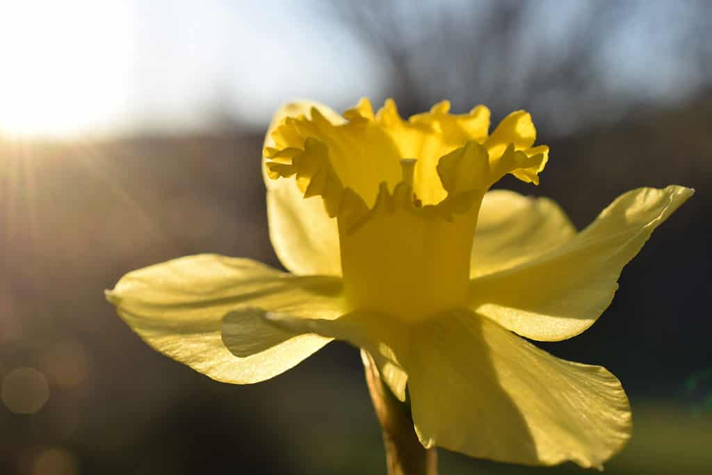 Daffodil Flowers: Meaning, Symbolism, and Proper Occasions