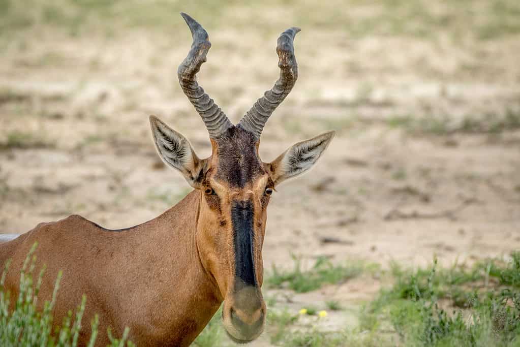 The Complete List of 57 African Animals With Horns