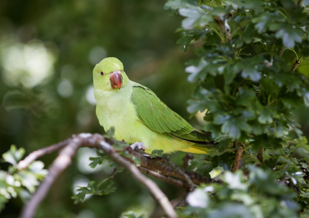 Birds with Red Beaks: 20 Species With This Unique Marking