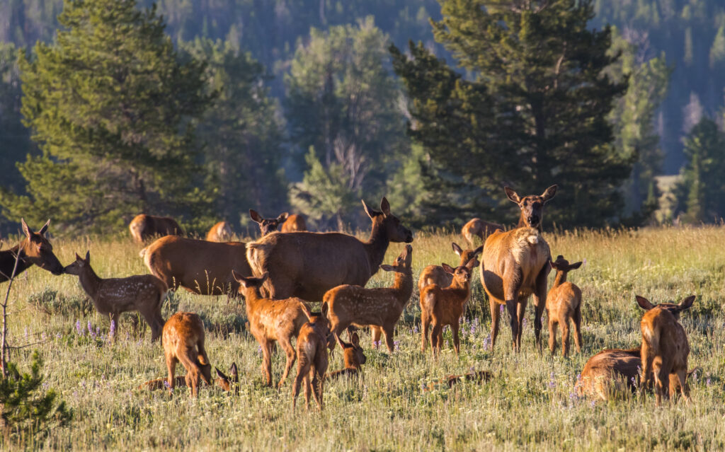 Baby Elk Calf: 8 Pictures and 7 Amazing Facts