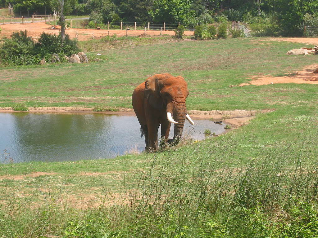 Discover the Largest Natural Habitat Zoo in the World