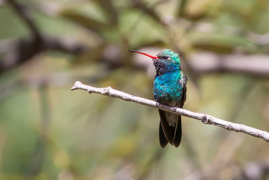 Birds with Red Beaks: 20 Species With This Unique Marking