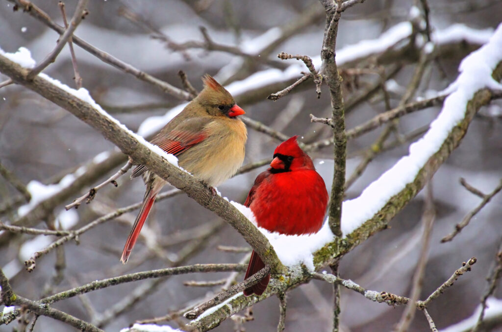 Discover the Official State Bird of North Carolina