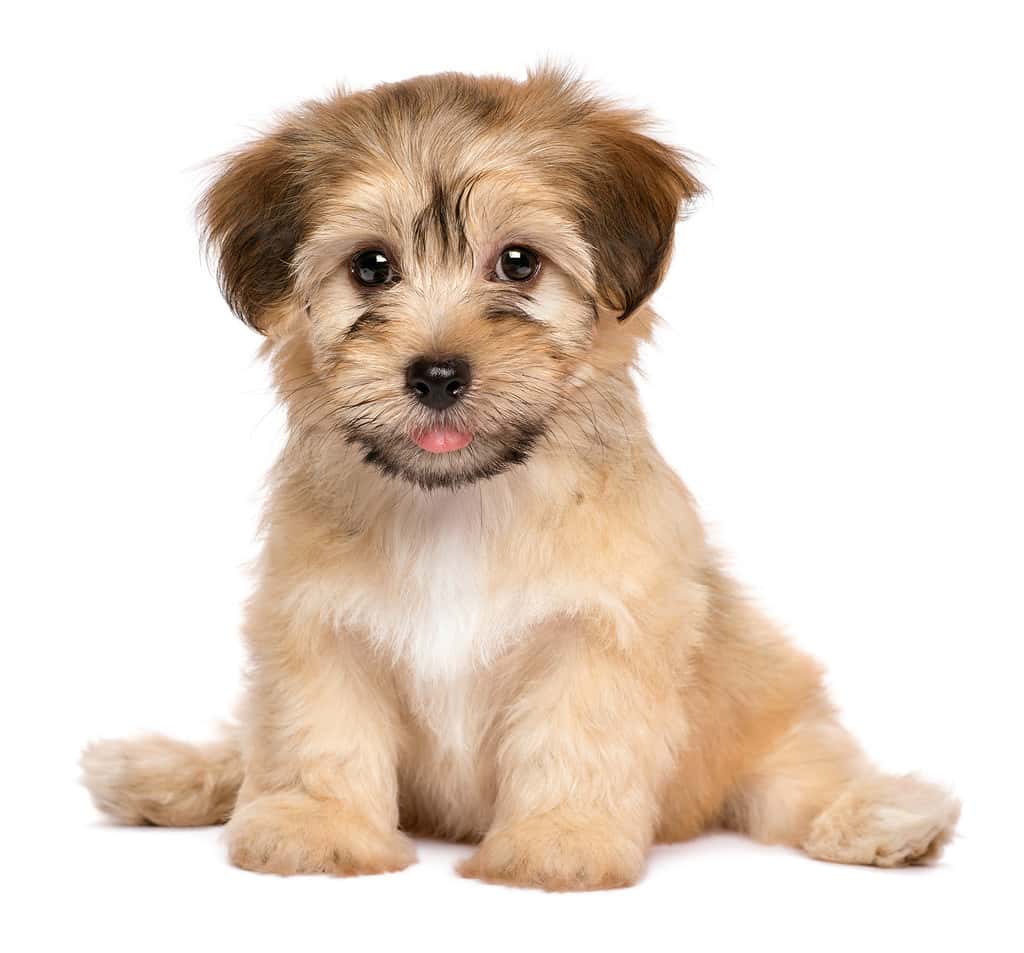 Havanese Progression: Growth, Milestones, and Training Tips