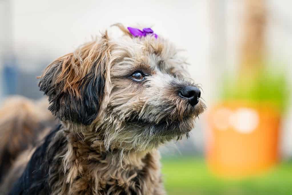 Havanese Progression: Growth, Milestones, and Training Tips