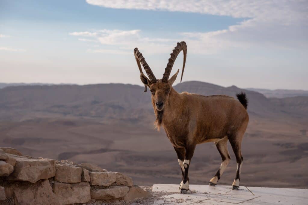 The Complete List of 57 African Animals With Horns