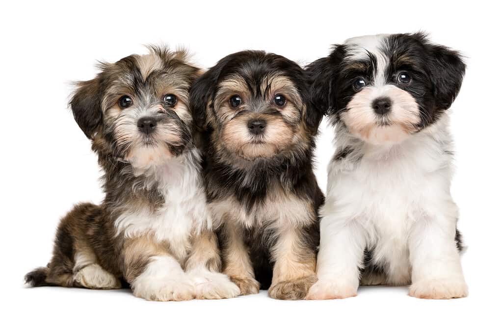 Havanese Progression: Growth, Milestones, and Training Tips