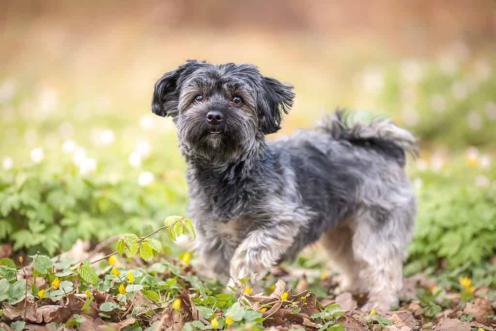 Havanese Progression: Growth, Milestones, and Training Tips