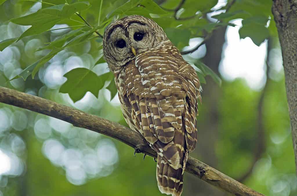 15 Owls That Live in California (and Where You're Likely to See Them)