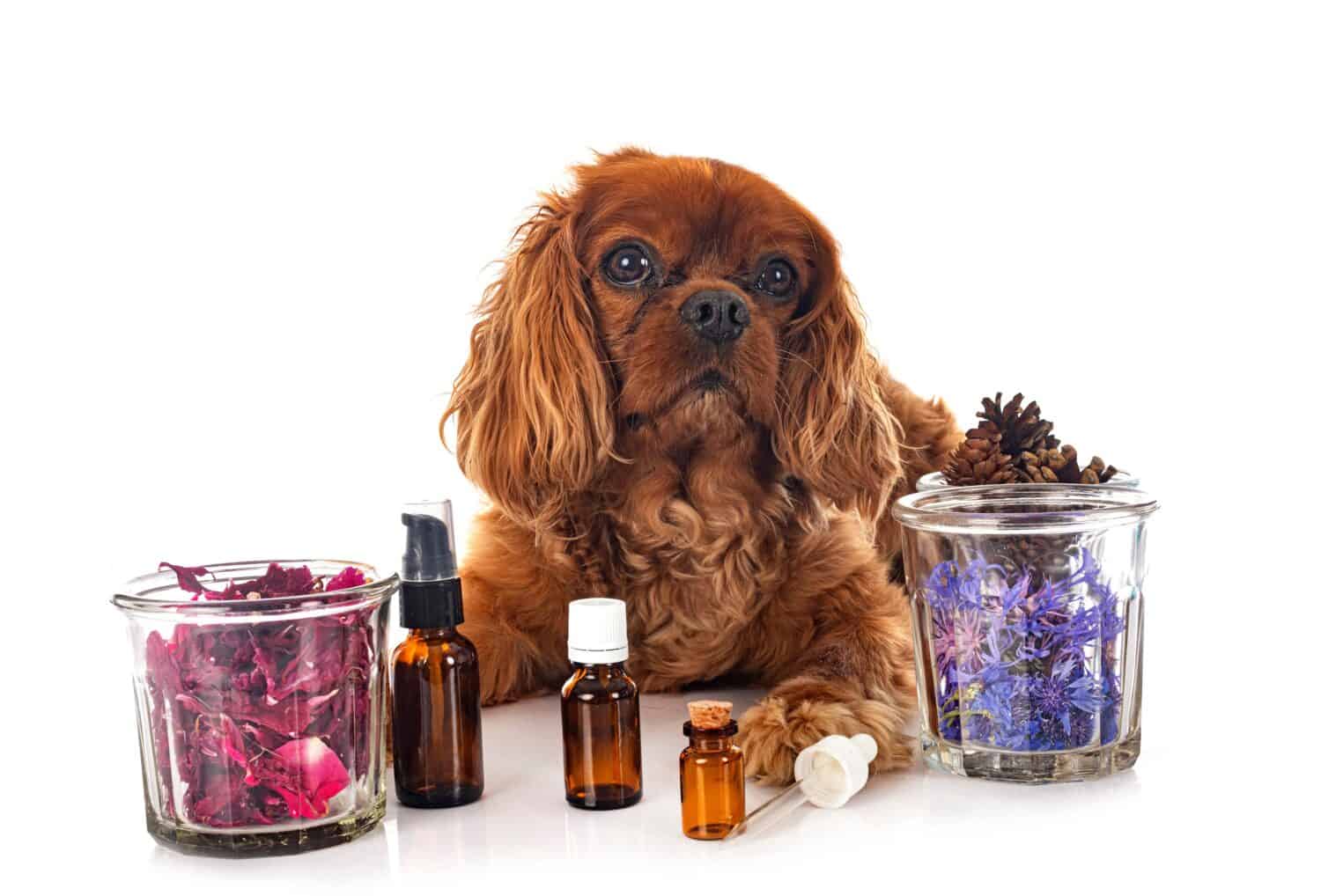 Are Essential Oils Safe for Dogs?