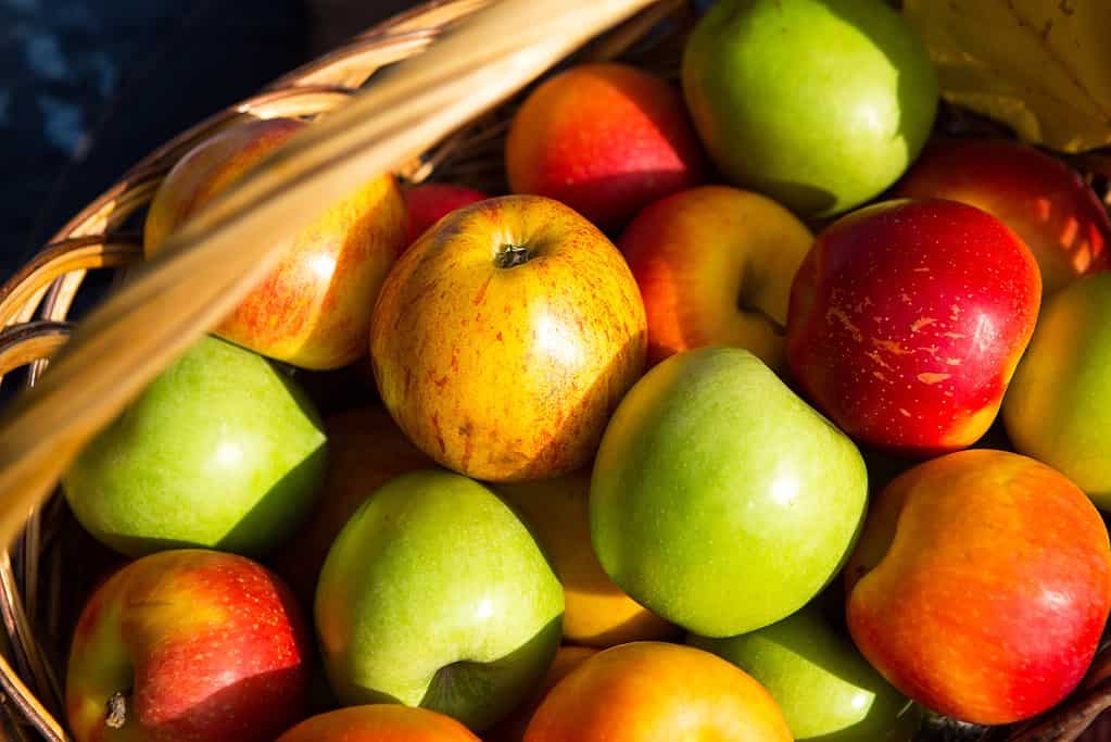 Apple Picking in Georgia: The 8 Best Orchards and Farms