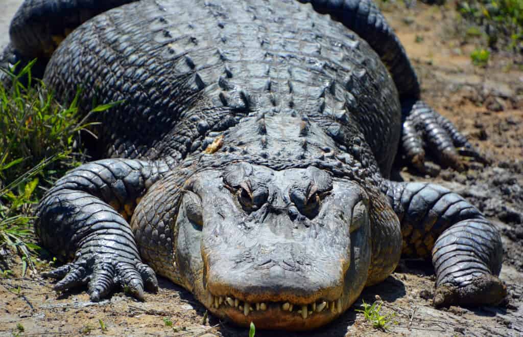 Discover The 7 Largest Alligators Ever Found in Georgia