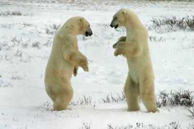 Male vs Female Polar Bears: 6 Key Differences