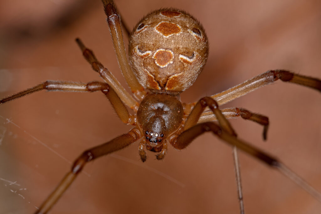 10 Spiders Crawling Around Fort Worth