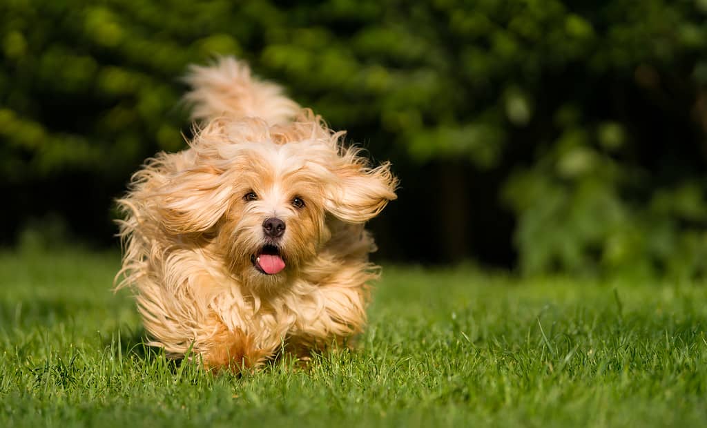 Havanese Progression: Growth, Milestones, and Training Tips