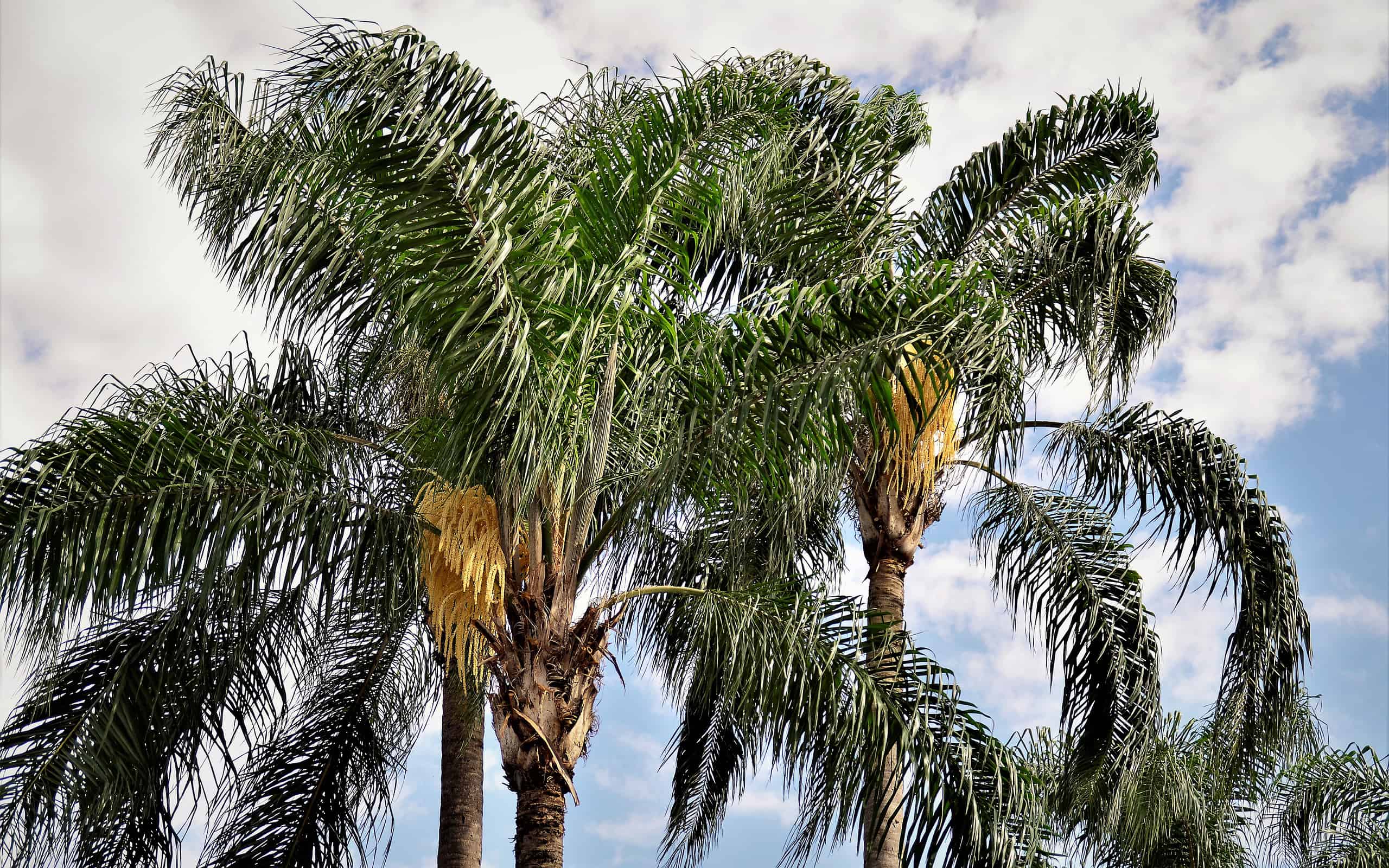 12 Amazing Types of Palm Trees You'll See in South Carolina