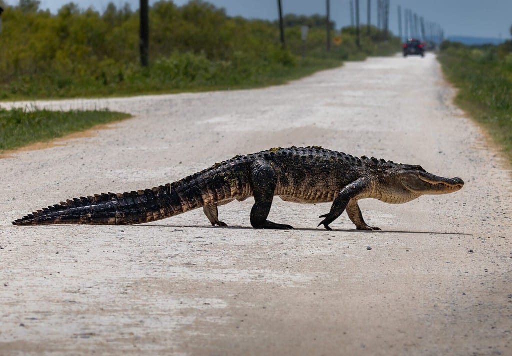 Discover The 7 Largest Alligators Ever Found in Georgia