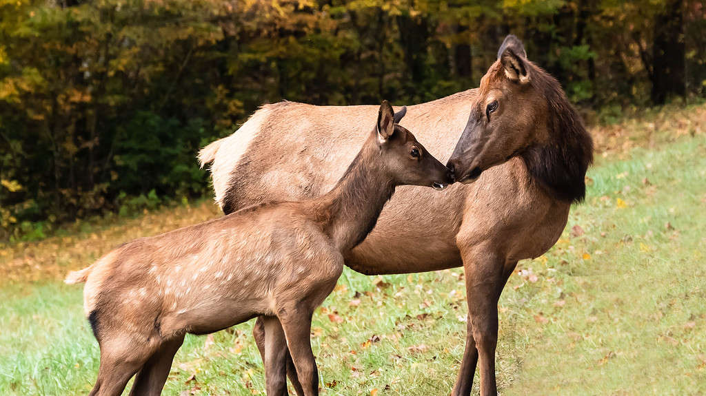 Baby Elk Calf: 8 Pictures and 7 Amazing Facts