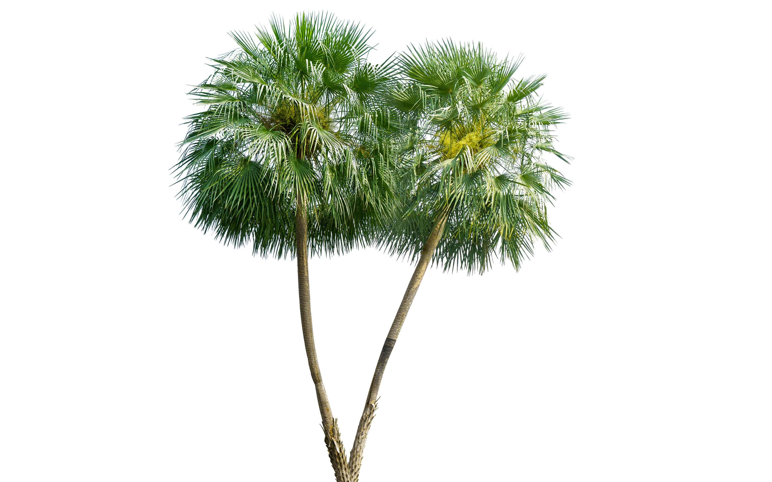 12 Amazing Types of Palm Trees You'll See in South Carolina