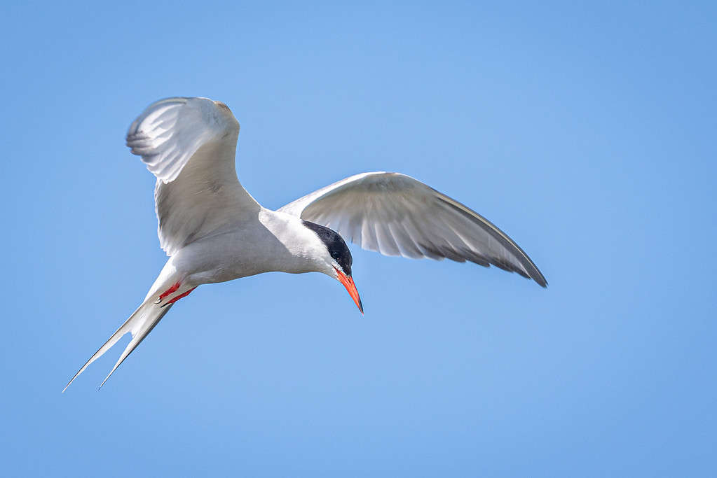 Birds with Red Beaks: 20 Species With This Unique Marking