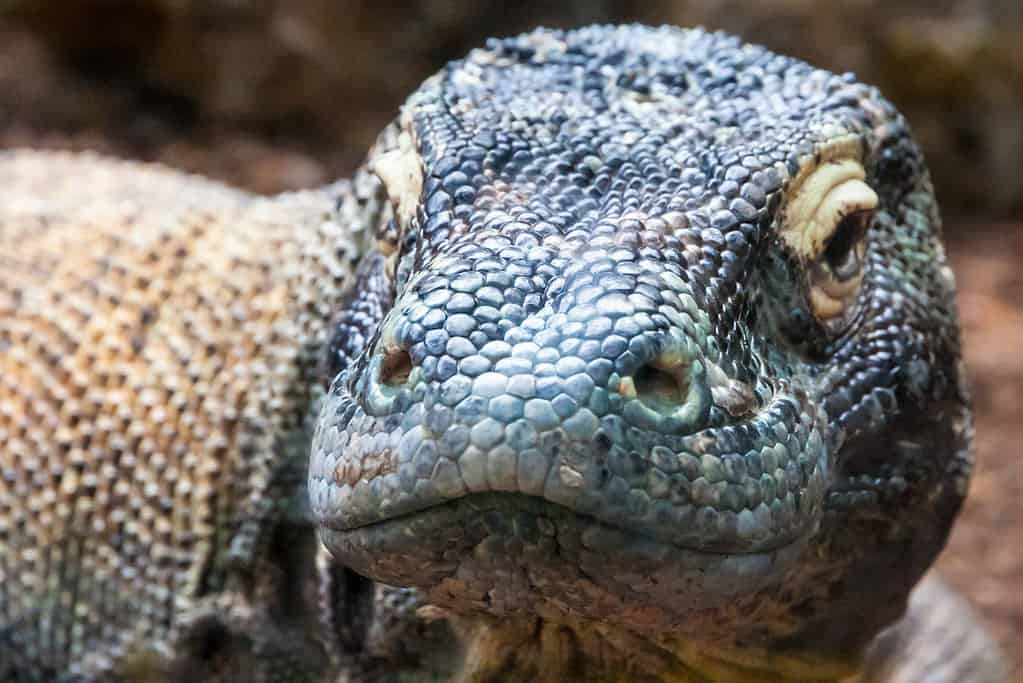 Discover 42 Amazing Zoos Where You Can See Komodo Dragons