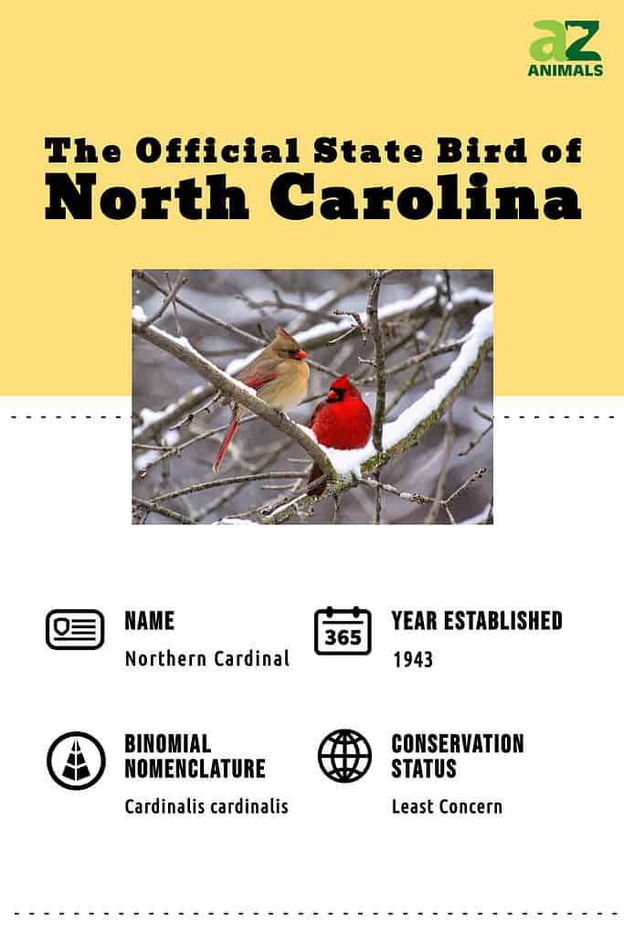 Discover the Official State Bird of North Carolina