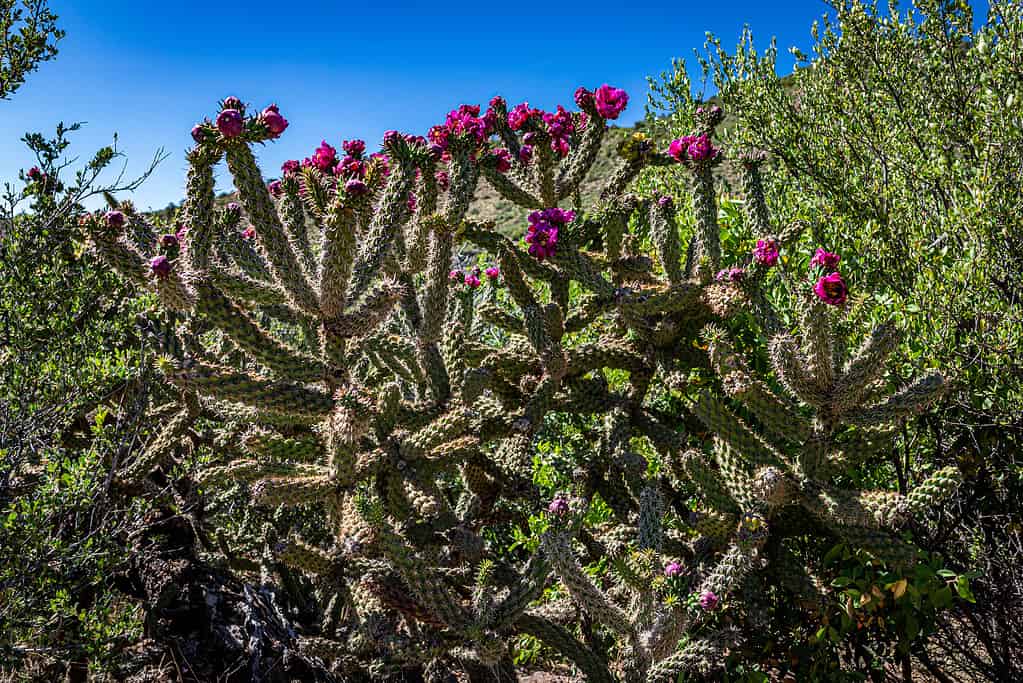 Discover the 3 Largest and Most Important Deserts in California