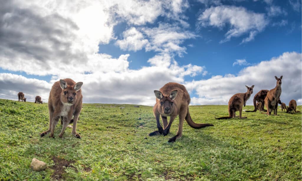 10  Must-Visit Islands in Australia (From Popular Spots to Hidden Gems)