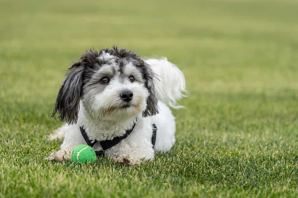 Havanese Progression: Growth, Milestones, and Training Tips