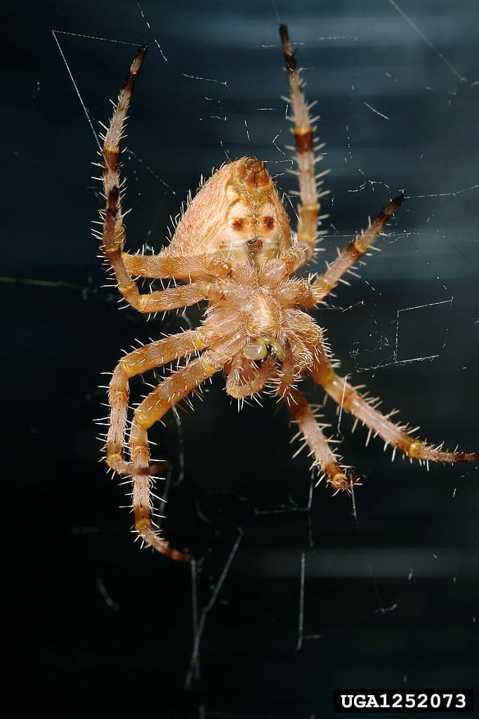 10 Spiders Crawling Around Fort Worth