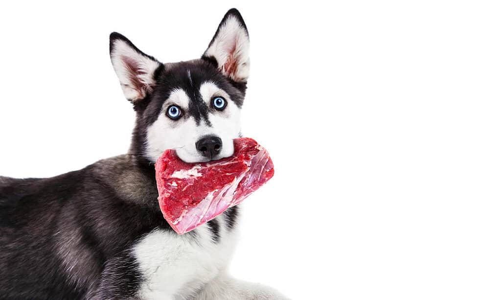 Explore the Best 25  Black And White Dog Names