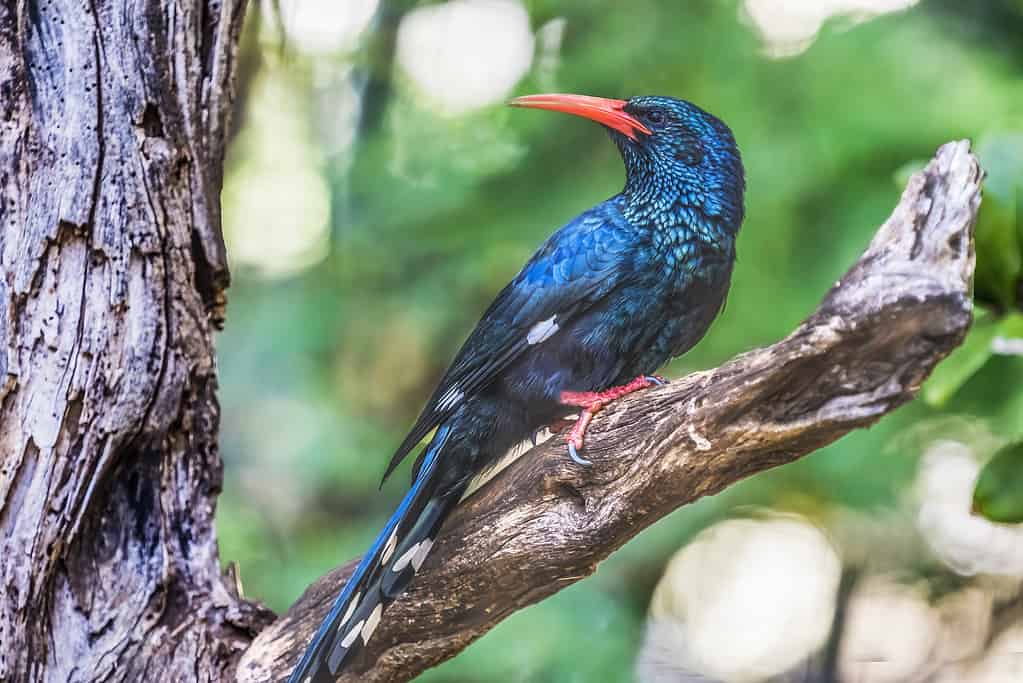 Birds with Red Beaks: 20 Species With This Unique Marking