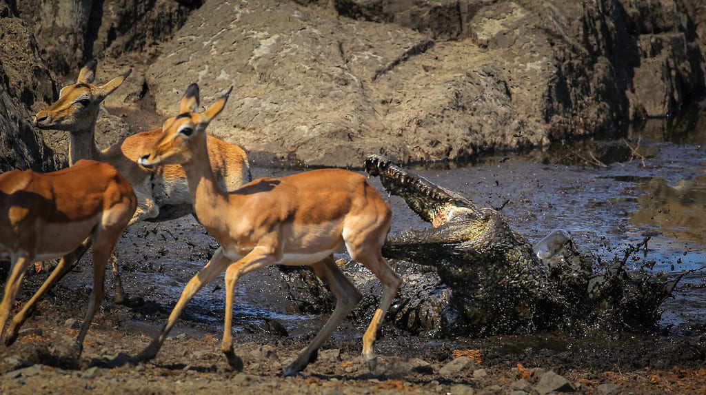 Peeved Lion Loses Zebra To a Crocodile And Growls In Anger At the Water