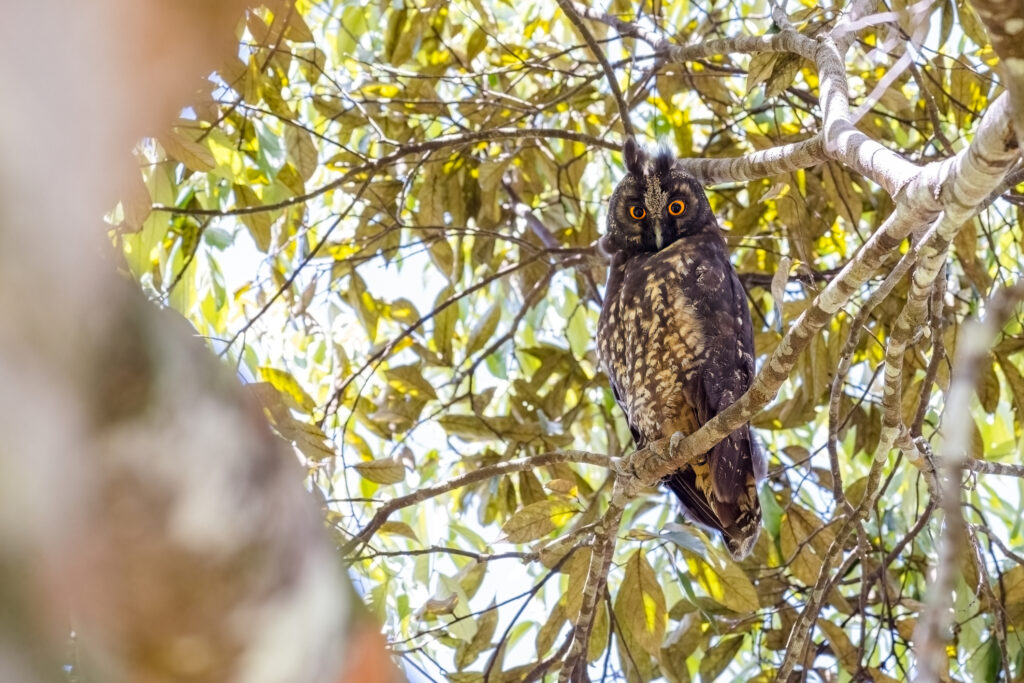 Discover 11 Types of Owls in Florida (From Rarest to Most Common)