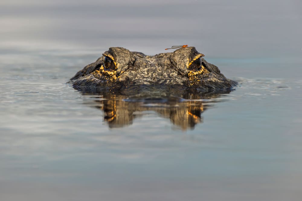 Discover The 7 Largest Alligators Ever Found in Georgia