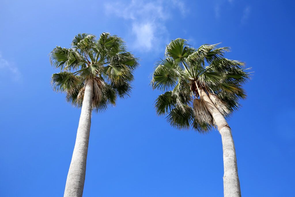 12 Amazing Types of Palm Trees You'll See in South Carolina