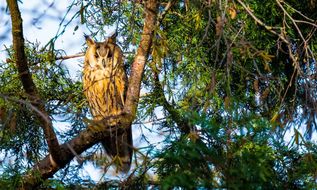 15 Owls That Live in California (and Where You're Likely to See Them)