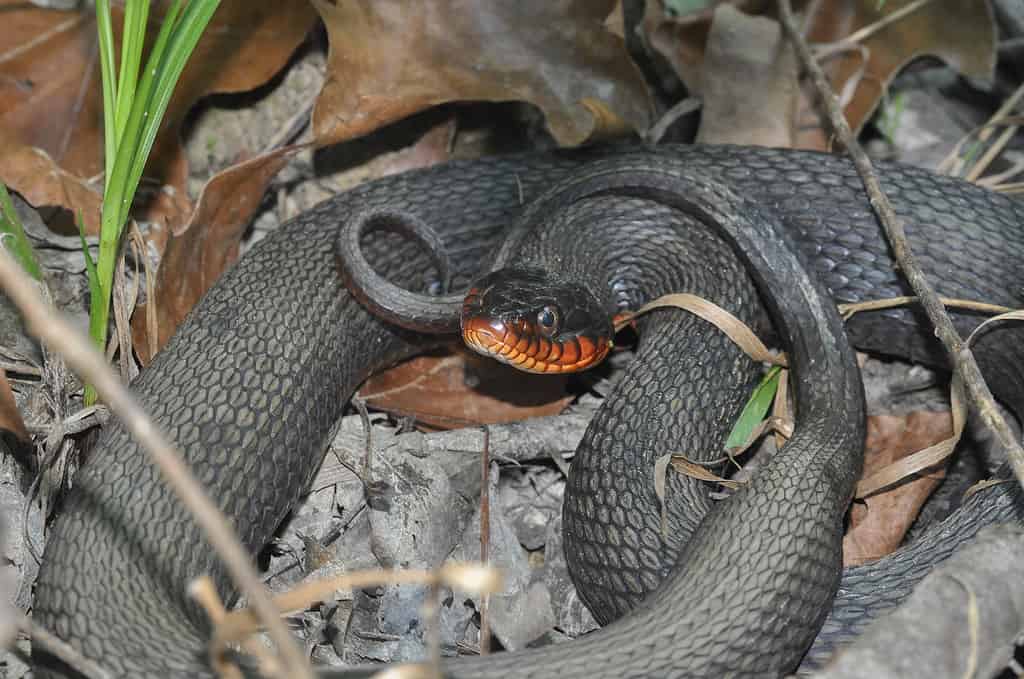 Discover 12 Creatures Living in Lake Michigan... Are Any Dangerous?