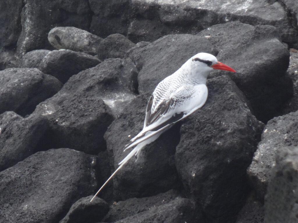 Birds with Red Beaks: 20 Species With This Unique Marking